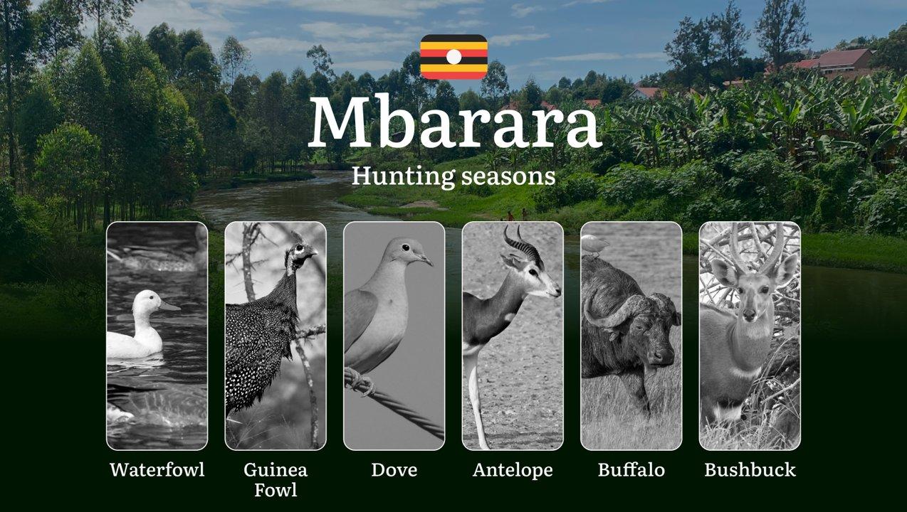 Hunting Season Dates in Mbarara: Regulatory Caps and Seasonal Closures, License Requirements, Penalties and Legal Outcomes for Infractions, Strategic Planning, Best Timing, Equipment Selection