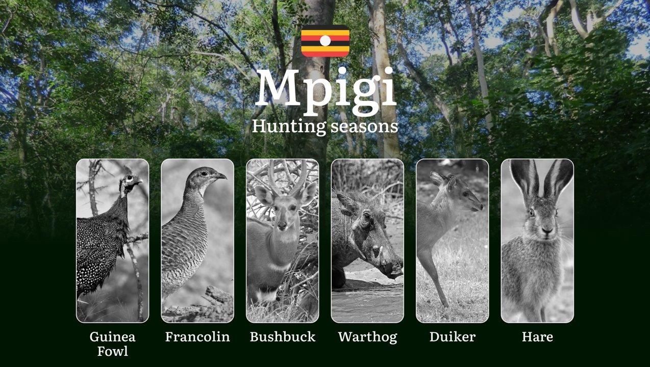 Hunting Season Dates in Mpigi: Regulatory Caps and Seasonal Closures, License Requirements, Penalties and Legal Outcomes for Infractions, Strategic Planning, Best Timing, Equipment Selection
