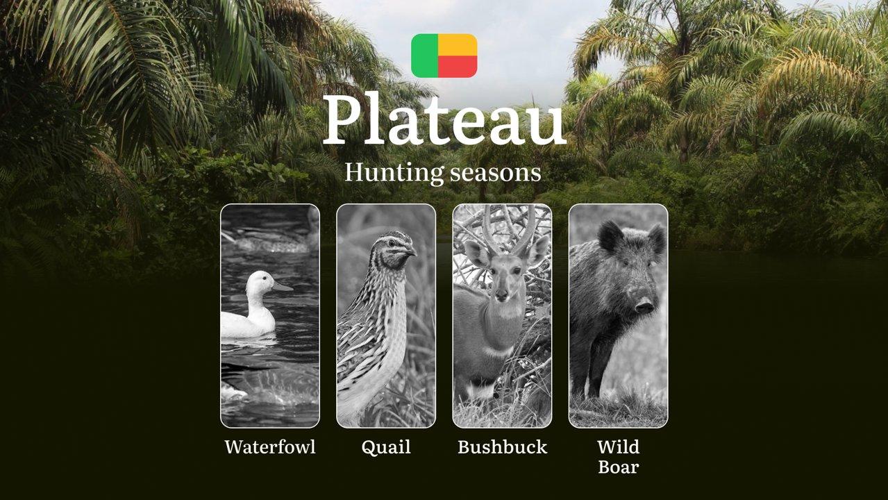 Hunting Timing in Benin’s PLATEAU Region: Hunting Seasons, Opening and Closing Dates, Licenses, Rules, and Periods for Hunting