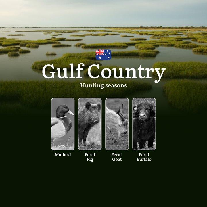 Gulf Country's Hunting Calendar: When the Savannah Comes Alive - Buffalo, Banteng and Outback Pursuits

Hunting Regulations & Seasonal Framework in Gulf Country

The vast