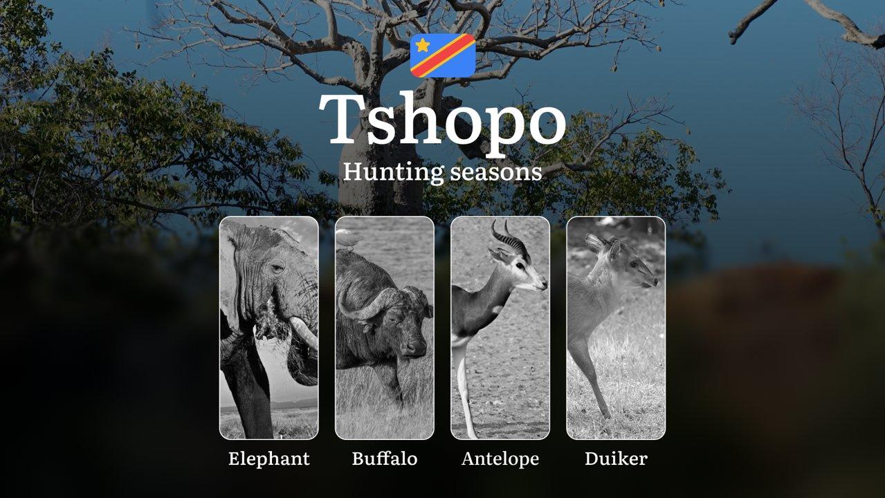 Hunting Seasons and Regulations in Tshopo (DRC): Timing, Species Restrictions, Licensing, and Strategic Advice

Hunting in Tshopo, Democratic Republic of the Congo (DRC),