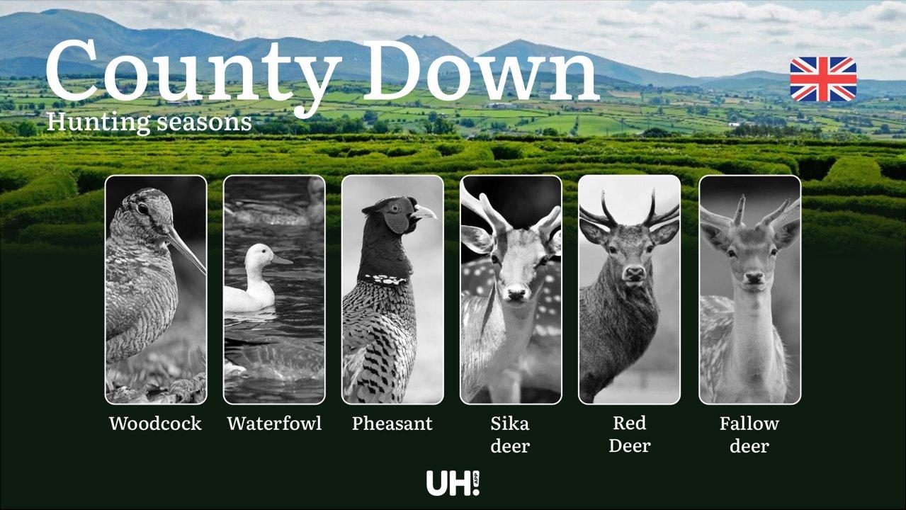 County Down, Pembrokeshire: Seasons, Licenses & Regional Events for Game Management

County Down offers rich and varied <strong>hunting</strong> experiences, but successf