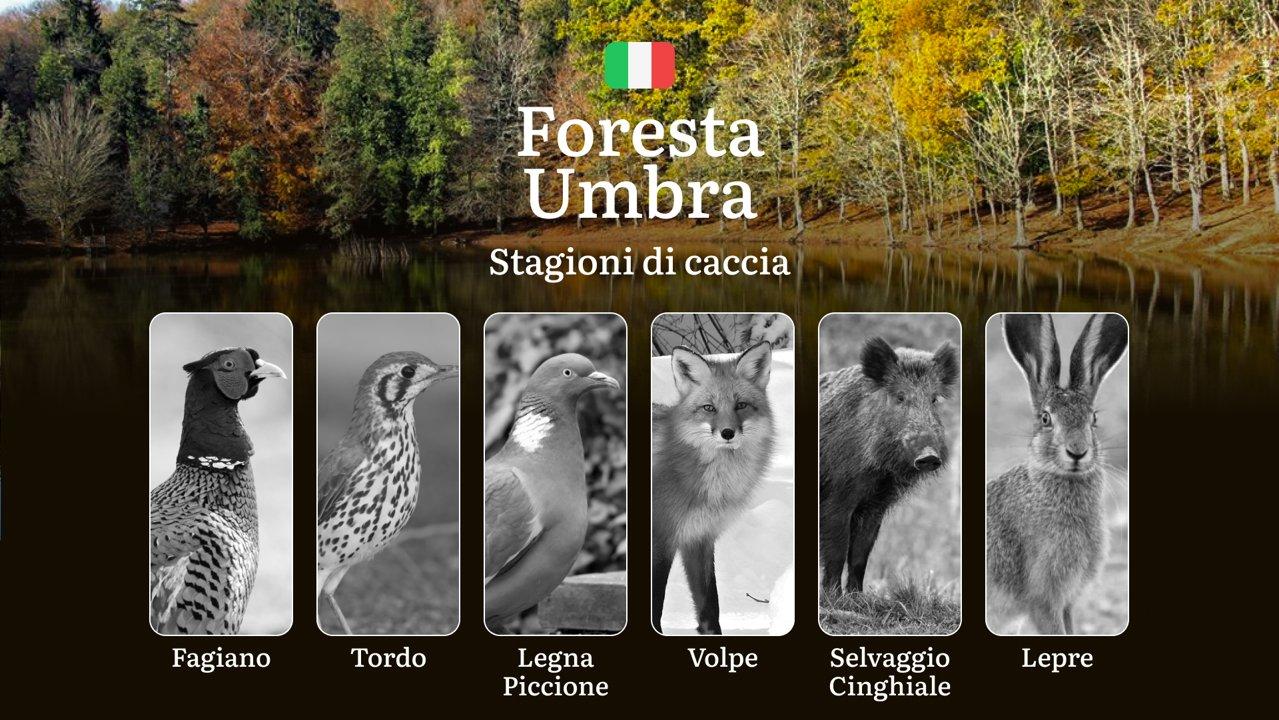Ai Margini della Foresta Umbra: Calendario Venatorio con Date e Zone Consentite per Cacciatori