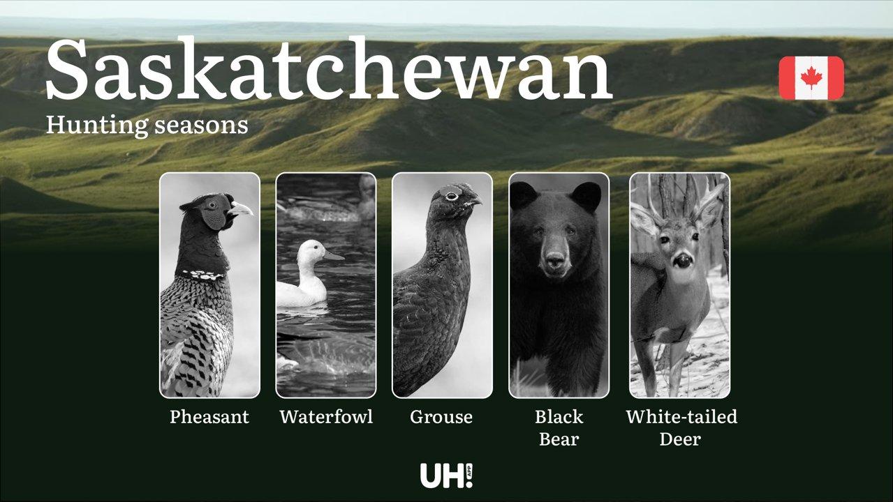 Hunting Seasons in SASKATCHEWAN (Canada): Official Season Periods, Permits & Vital Game Laws
