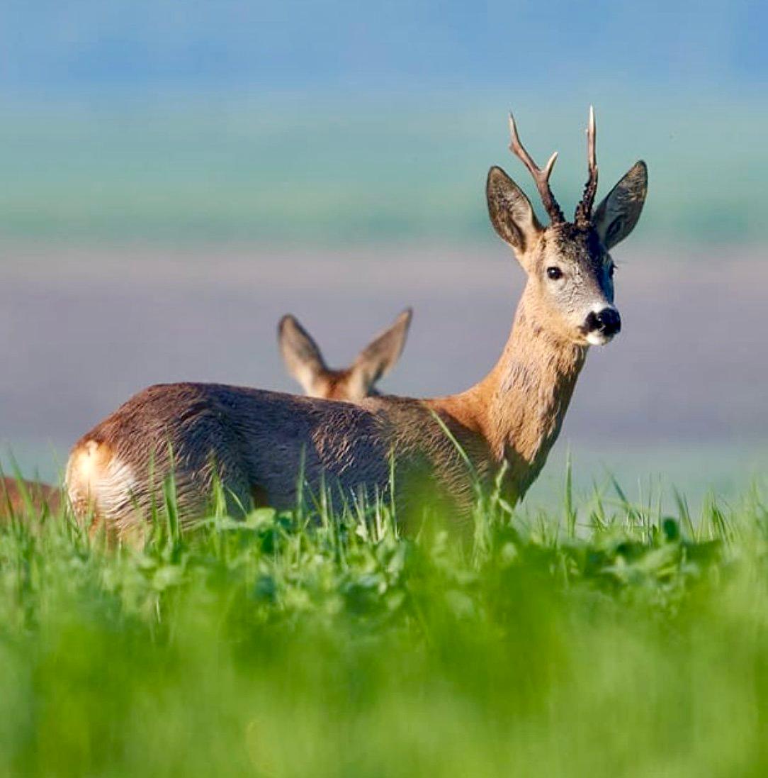 КОСУЛЯ: описание, охота на косулю, повадки, методы добычи, оружие, трофеи и правила КОСУЛЯ: описание, охота на косулю, повадки, методы добычи, оружие, трофеи и правила