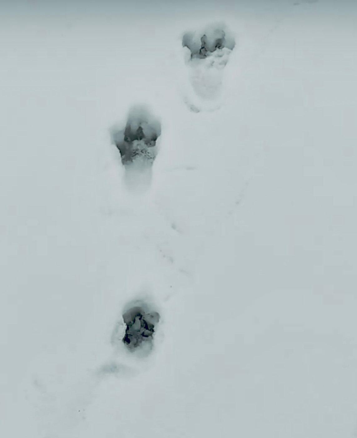 ЗАЯЦ БЕЛЯК: описание, охота на зайца-беляка, фото следов, методы, оружие, трофеи и правила охоты. ЗАЯЦ БЕЛЯК: описание, охота на зайца-беляка, фото следов, методы, оружие, трофеи и правила охоты.