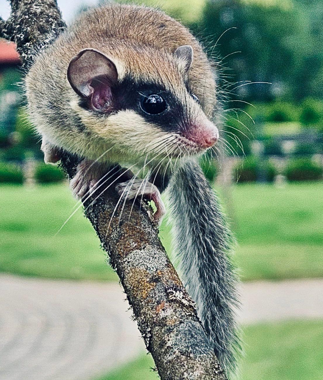 ЛЕСНАЯ СОНЯ: описание, охота на соню лесную, повадки, фото — всё о зверьке для охотников и егерей. ЛЕСНАЯ СОНЯ: описание, охота на соню лесную, повадки, фото — всё о зверьке для охотников и егерей.