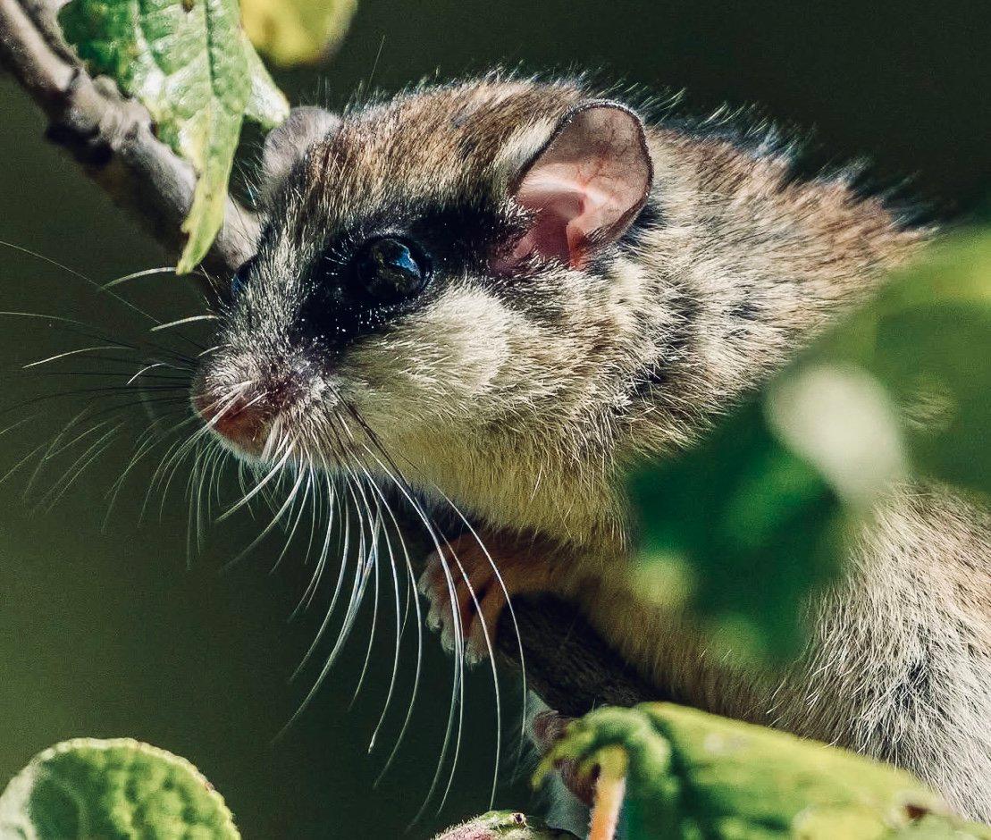 ЛЕСНАЯ СОНЯ: описание, охота на соню лесную, повадки, фото — всё о зверьке для охотников и егерей. ЛЕСНАЯ СОНЯ: описание, охота на соню лесную, повадки, фото — всё о зверьке для охотников и егерей.