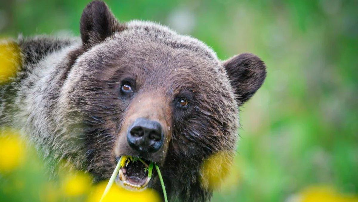 En Alberta, un premier grizzli abattu dans le cadre d’un nouveau programme de gestion de la faune  En Alberta, un premier grizzli abattu dans le cadre d’un nouveau programme de gestion de la faune