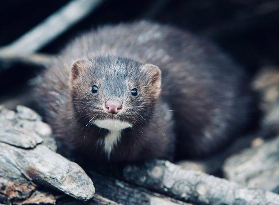 ЕВРОПЕЙСКАЯ НОРКА: описание, охота на норку, повадки, ареал, методы добычи и трофейная ценность ЕВРОПЕЙСКАЯ НОРКА: описание, охота на норку, повадки, ареал, методы добычи и трофейная ценность