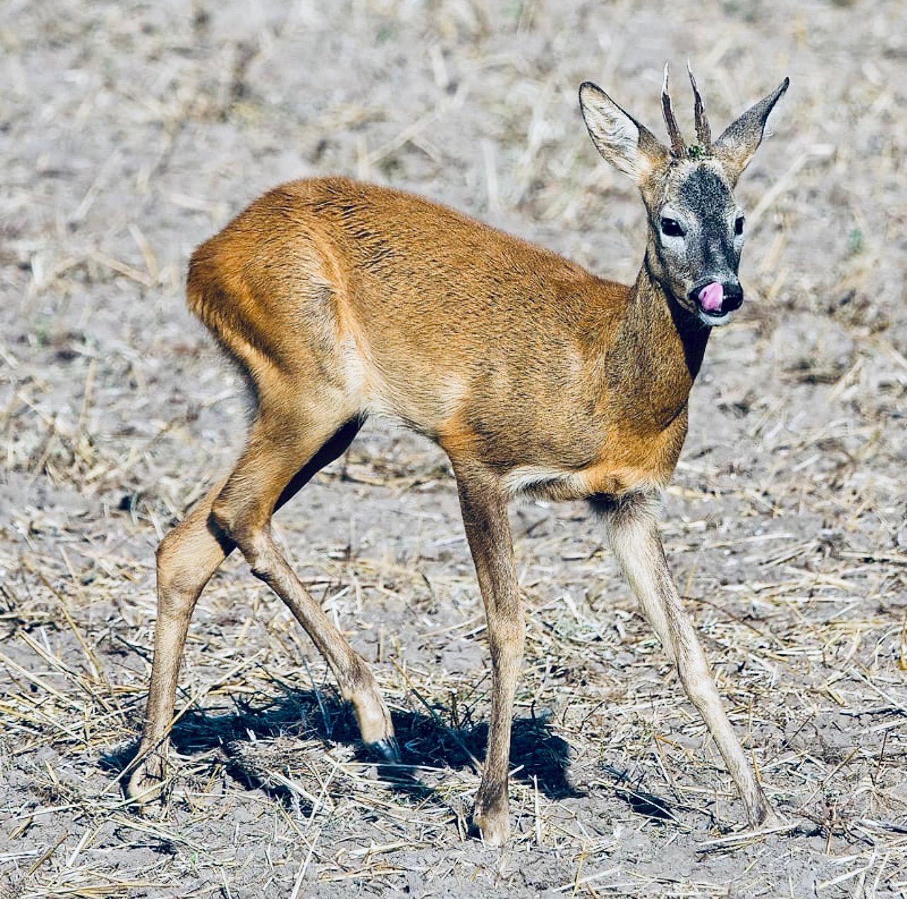 КОСУЛЯ: описание, охота на косулю, повадки, методы добычи, оружие, трофеи и правила КОСУЛЯ: описание, охота на косулю, повадки, методы добычи, оружие, трофеи и правила