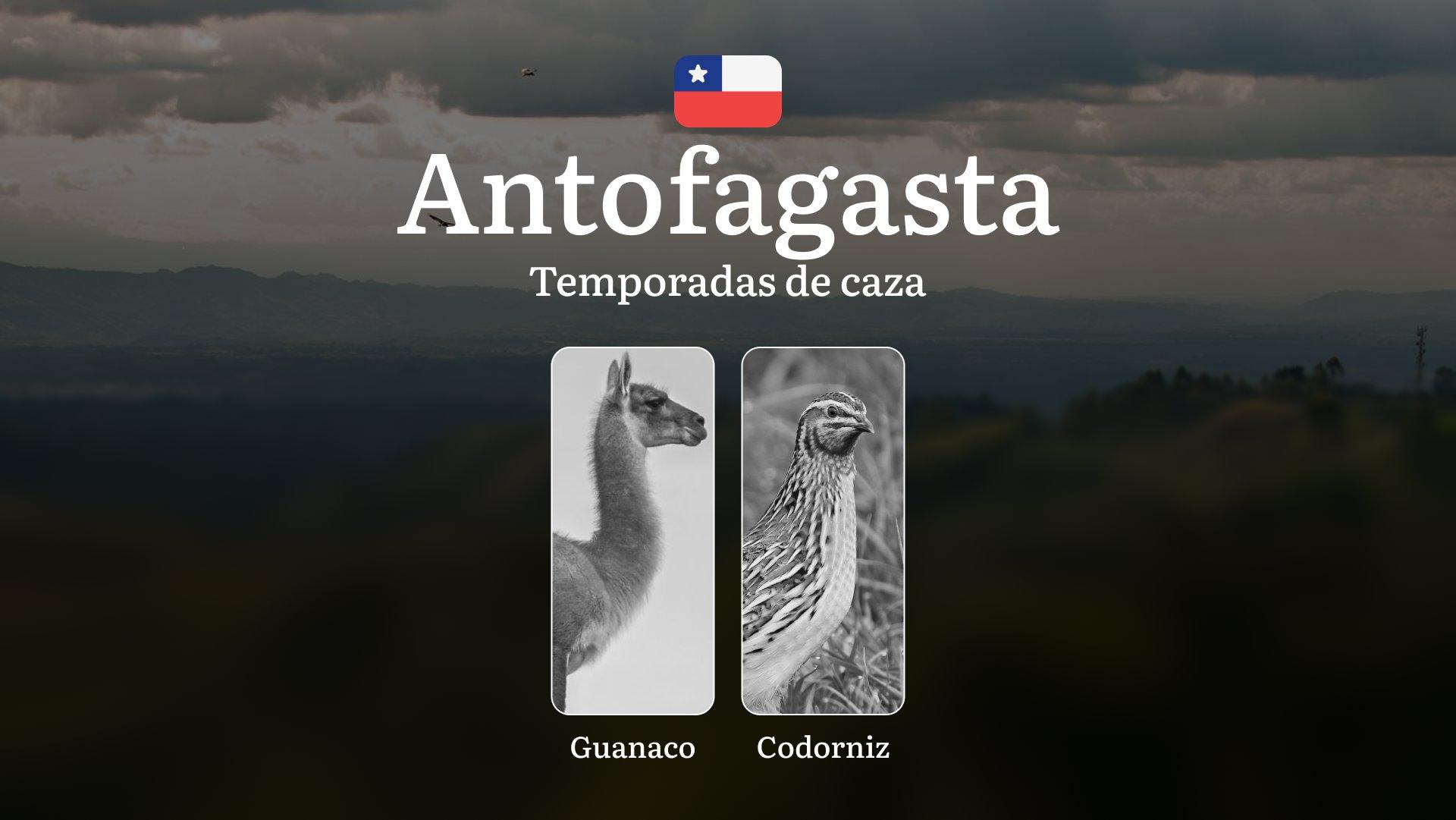 Temporadas de caza en la región de Antofagasta, Chile: épocas, permisos, normas y mejores momentos para la caza Temporadas de caza en la región de Antofagasta, Chile: épocas, permisos, normas y mejores momentos para la caza