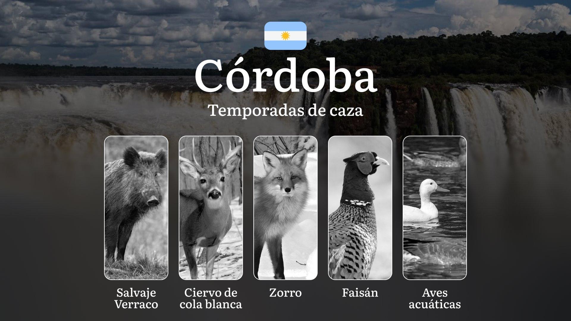 Cuándo y cómo cazar en la provincia de Córdoba, Argentina: guía completa sobre temporadas, licencias y normas, consejos sobre táctica y equipamiento Cuándo y cómo cazar en la provincia de Córdoba, Argentina: guía completa sobre temporadas, licencias y normas, consejos sobre táctica y equipamiento