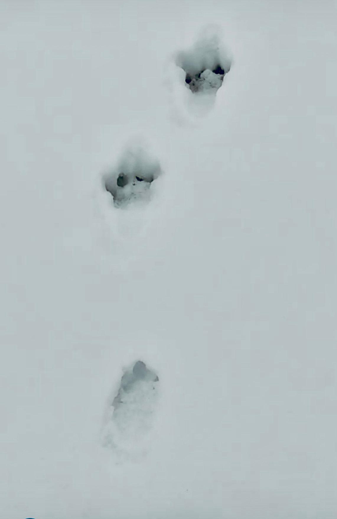 ЗАЯЦ БЕЛЯК: описание, охота на зайца-беляка, фото следов, методы, оружие, трофеи и правила охоты. ЗАЯЦ БЕЛЯК: описание, охота на зайца-беляка, фото следов, методы, оружие, трофеи и правила охоты.