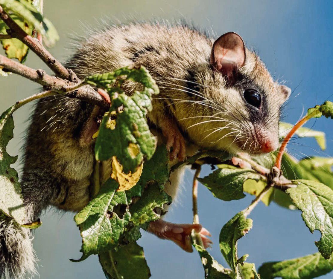 ЛЕСНАЯ СОНЯ: описание, охота на соню лесную, повадки, фото — всё о зверьке для охотников и егерей. ЛЕСНАЯ СОНЯ: описание, охота на соню лесную, повадки, фото — всё о зверьке для охотников и егерей.