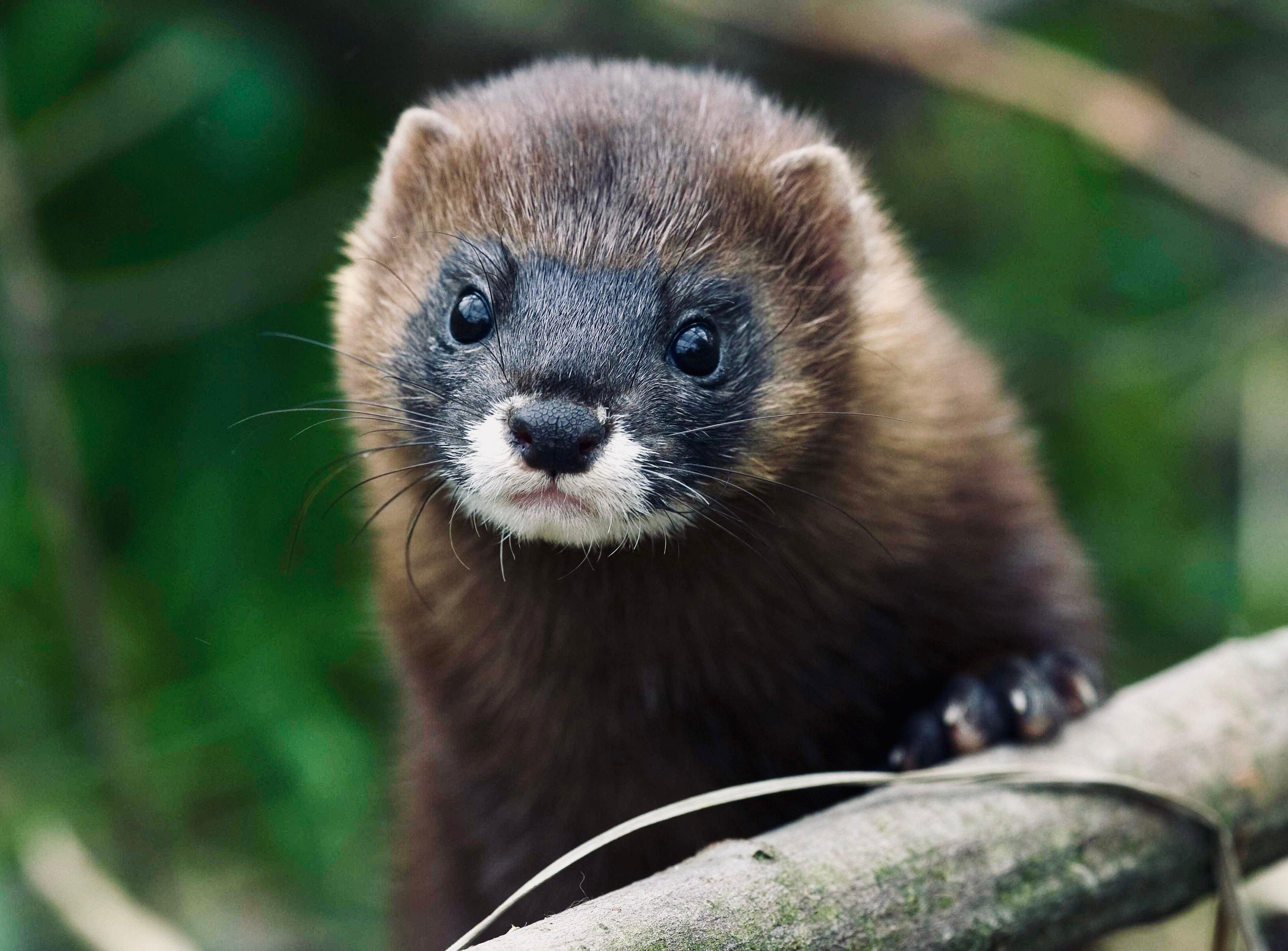 ЕВРОПЕЙСКАЯ НОРКА: описание, охота на норку, повадки, ареал, методы добычи и трофейная ценность ЕВРОПЕЙСКАЯ НОРКА: описание, охота на норку, повадки, ареал, методы добычи и трофейная ценность