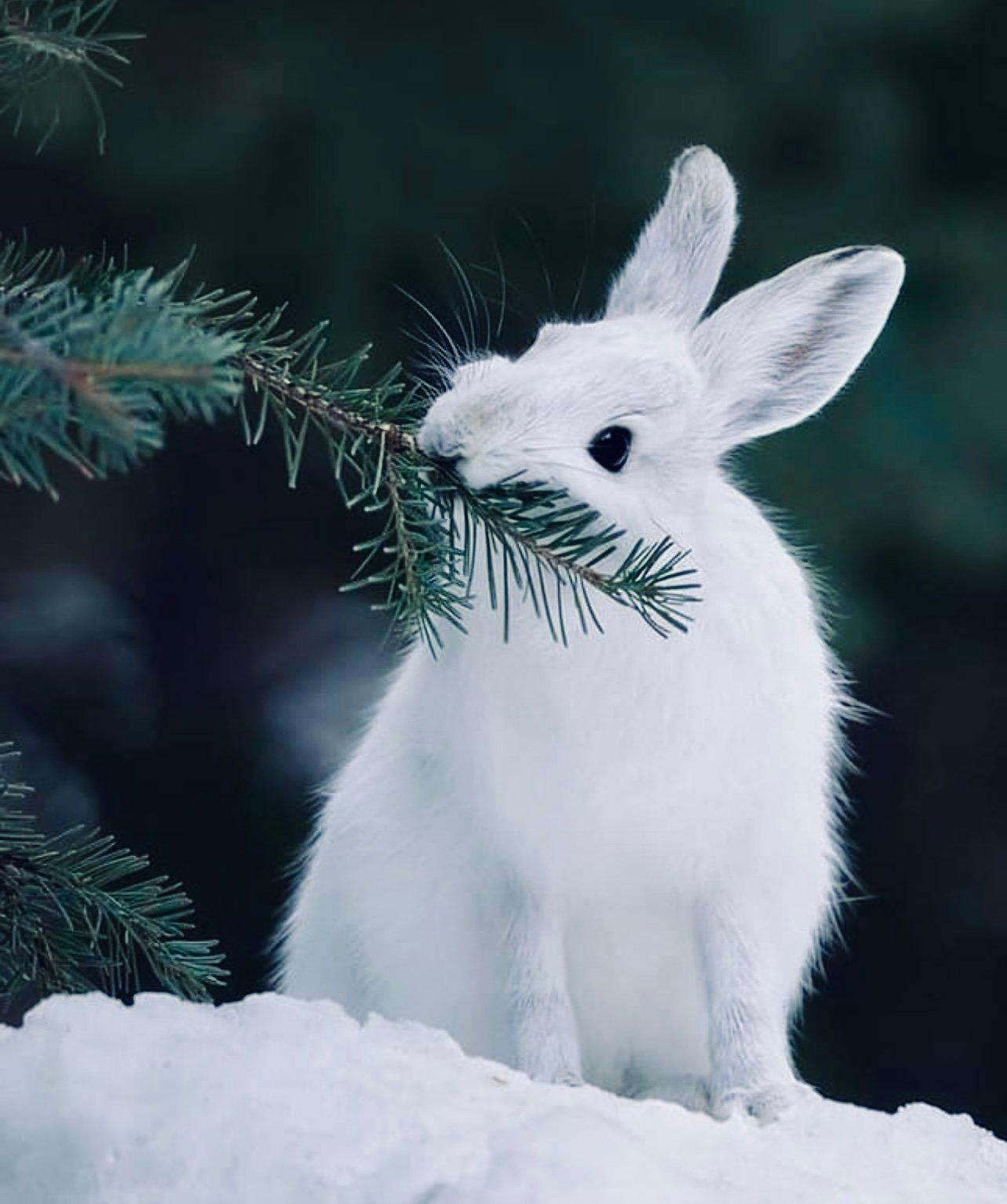 ЗАЯЦ БЕЛЯК: описание, охота на зайца-беляка, фото следов, методы, оружие, трофеи и правила охоты. ЗАЯЦ БЕЛЯК: описание, охота на зайца-беляка, фото следов, методы, оружие, трофеи и правила охоты.