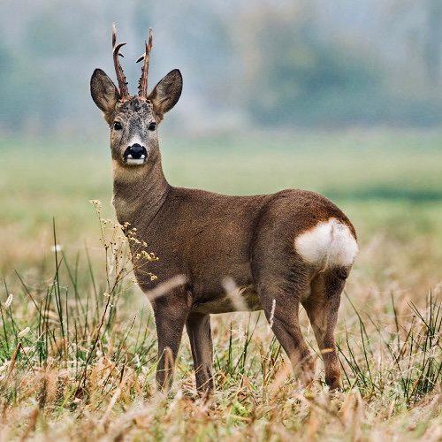 КОСУЛЯ: описание, охота на косулю, повадки, методы добычи, оружие, трофеи и правила КОСУЛЯ: описание, охота на косулю, повадки, методы добычи, оружие, трофеи и правила