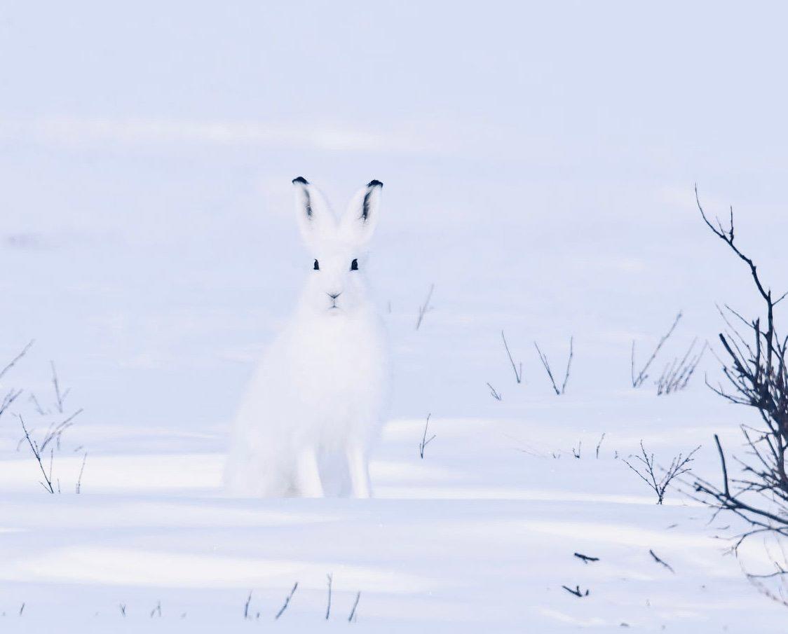 ЗАЯЦ БЕЛЯК: описание, охота на зайца-беляка, фото следов, методы, оружие, трофеи и правила охоты. ЗАЯЦ БЕЛЯК: описание, охота на зайца-беляка, фото следов, методы, оружие, трофеи и правила охоты.