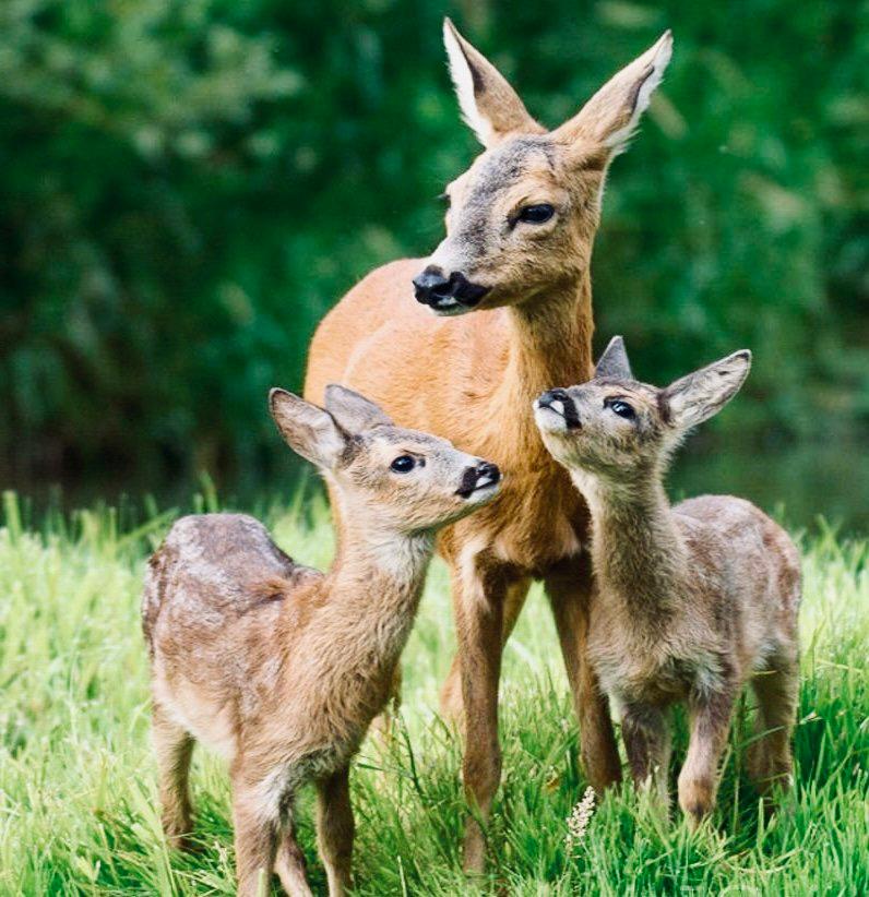 КОСУЛЯ: описание, охота на косулю, повадки, методы добычи, оружие, трофеи и правила КОСУЛЯ: описание, охота на косулю, повадки, методы добычи, оружие, трофеи и правила