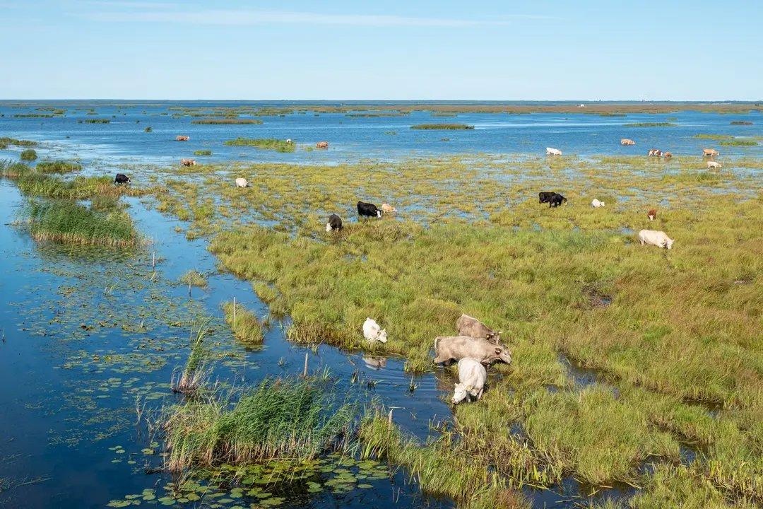 Liminka Bay Hunting: From Demographics to Seasons – Everything You Need to Know about Community and Demographics Liminka Bay Hunting: From Demographics to Seasons – Everything You Need to Know about Community and Demographics