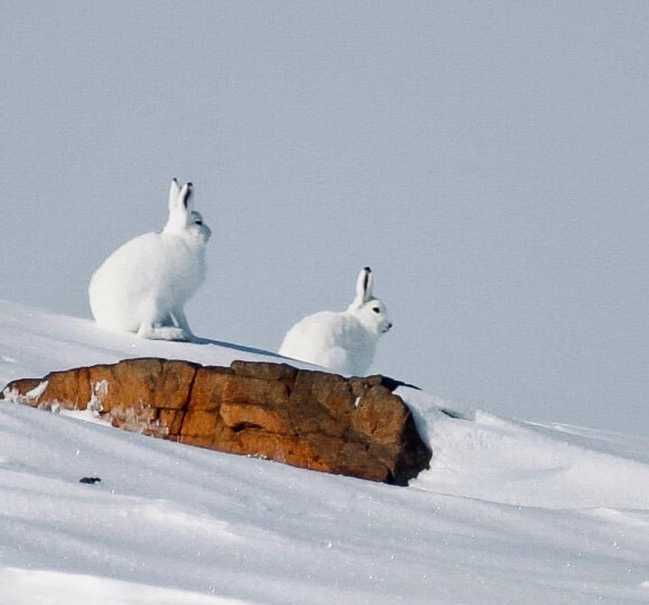 ЗАЯЦ БЕЛЯК: описание, охота на зайца-беляка, фото следов, методы, оружие, трофеи и правила охоты. ЗАЯЦ БЕЛЯК: описание, охота на зайца-беляка, фото следов, методы, оружие, трофеи и правила охоты.