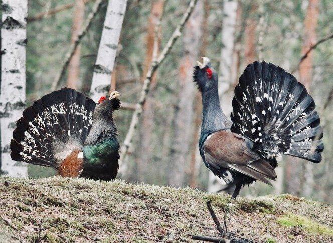 НА ТОКУ: что значит, охота на току или работать на току — символ и метафора активности НА ТОКУ: что значит, охота на току или работать на току — символ и метафора активности