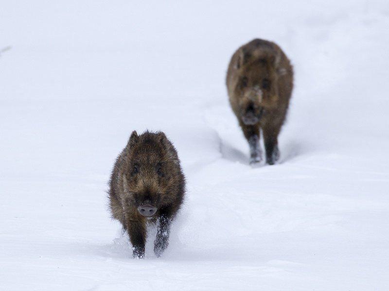 Zwei Wildschweine Zwei Wildschweine