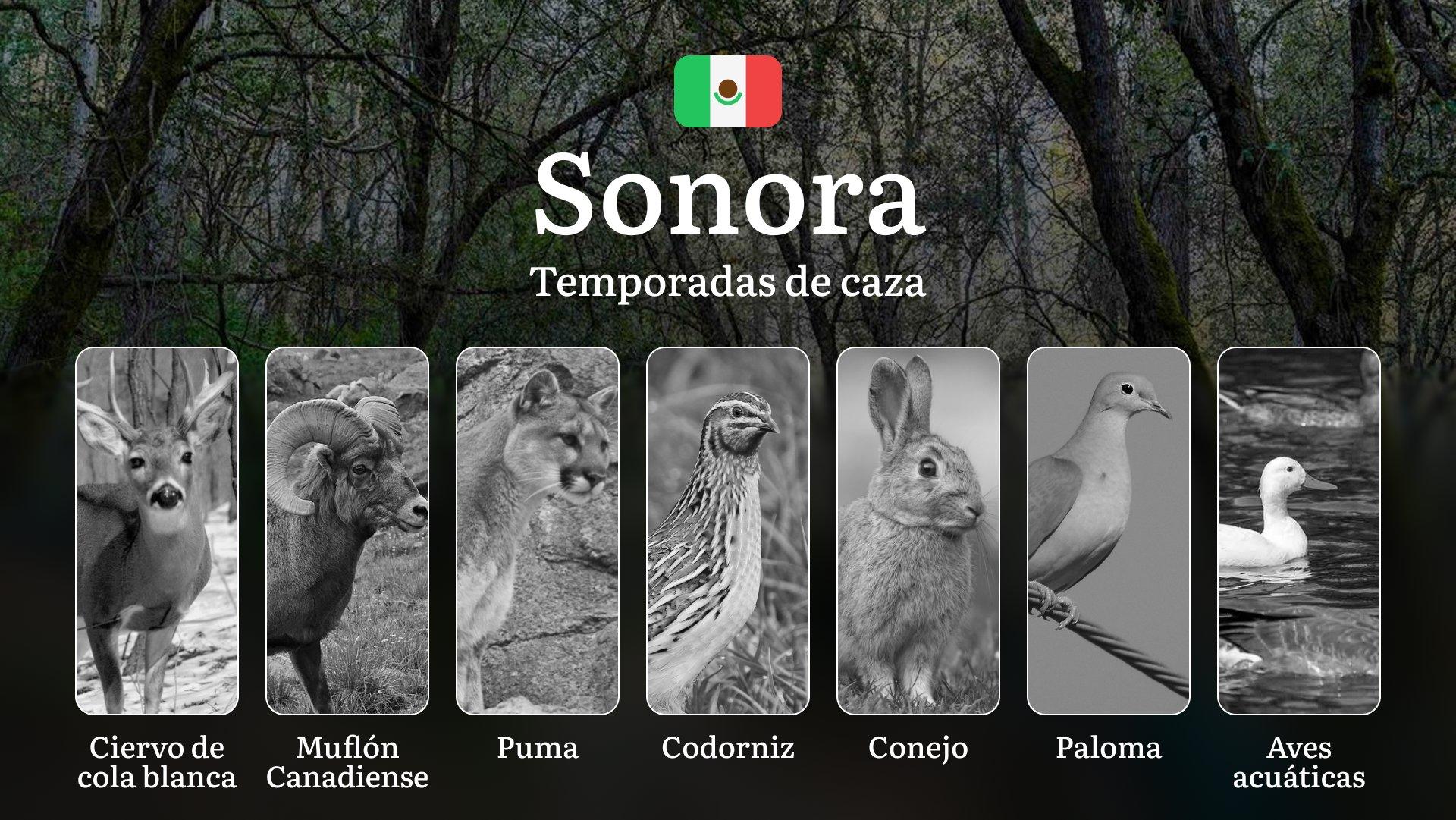 Temporadas y períodos de caza en Sonora: Periodos Legales, Comportamiento de la Fauna y Requisitos para Cazadores Temporadas y períodos de caza en Sonora: Periodos Legales, Comportamiento de la Fauna y Requisitos para Cazadores