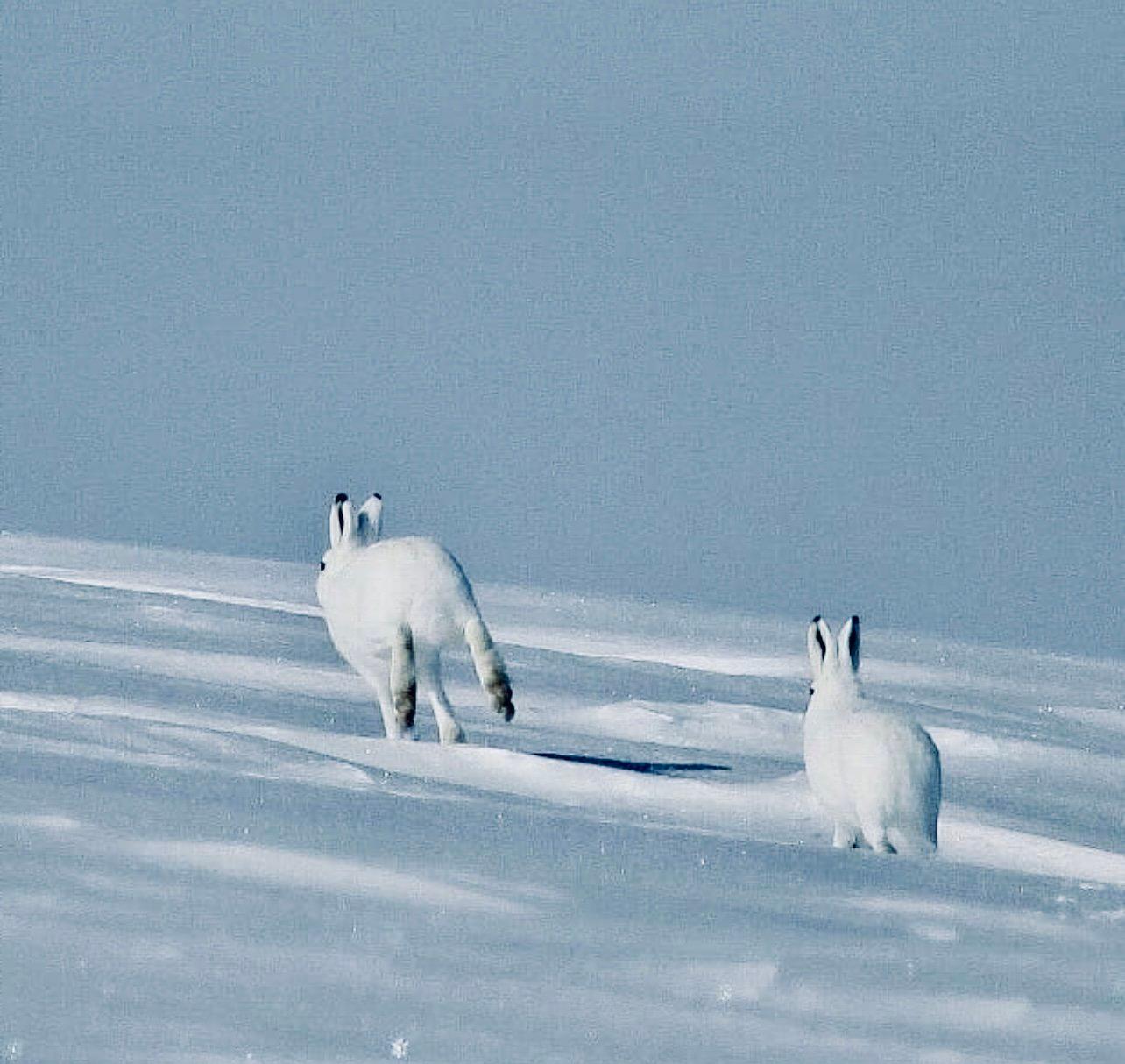 ЗАЯЦ БЕЛЯК: описание, охота на зайца-беляка, фото следов, методы, оружие, трофеи и правила охоты. ЗАЯЦ БЕЛЯК: описание, охота на зайца-беляка, фото следов, методы, оружие, трофеи и правила охоты.