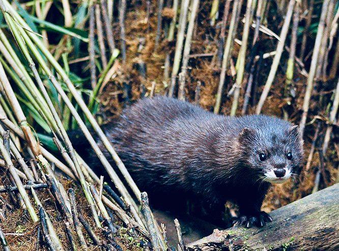 ЕВРОПЕЙСКАЯ НОРКА: описание, охота на норку, повадки, ареал, методы добычи и трофейная ценность ЕВРОПЕЙСКАЯ НОРКА: описание, охота на норку, повадки, ареал, методы добычи и трофейная ценность