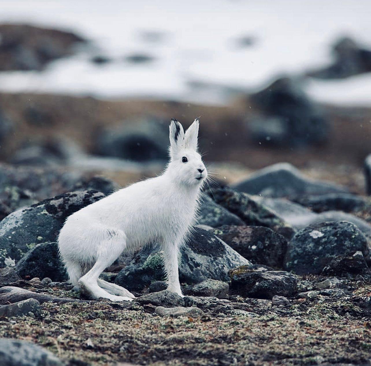 ЗАЯЦ БЕЛЯК: описание, охота на зайца-беляка, фото следов, методы, оружие, трофеи и правила охоты. ЗАЯЦ БЕЛЯК: описание, охота на зайца-беляка, фото следов, методы, оружие, трофеи и правила охоты.
