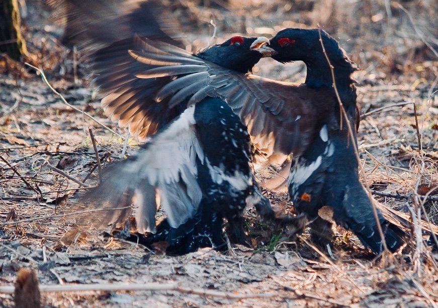 НА ТОКУ: что значит, охота на току или работать на току — символ и метафора активности НА ТОКУ: что значит, охота на току или работать на току — символ и метафора активности