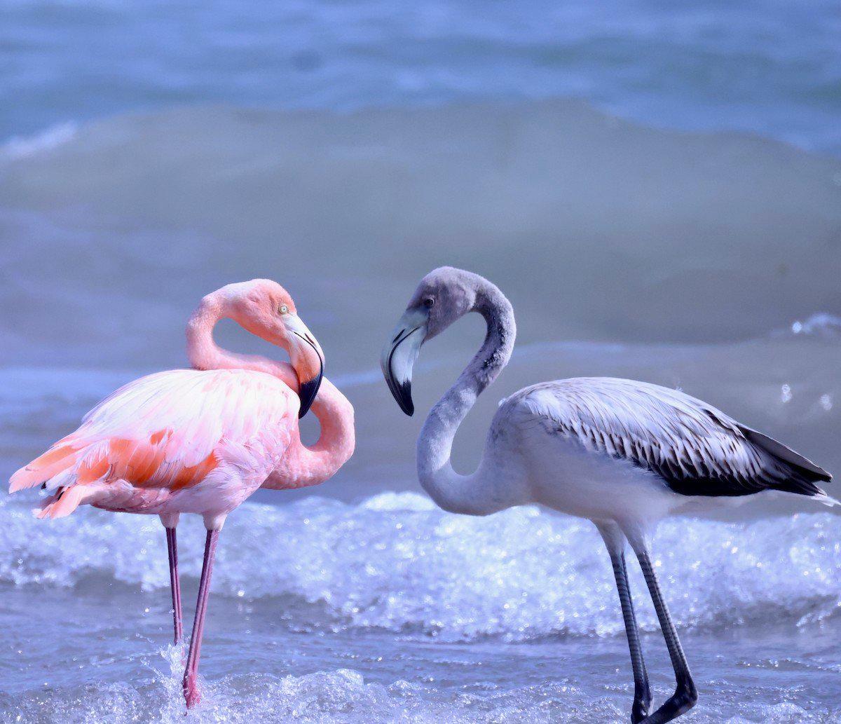 Fenicotteri in Italia: L'Impatto Negativo sulle Zone Lagunari e Vallive Fenicotteri in Italia: L'Impatto Negativo sulle Zone Lagunari e Vallive
