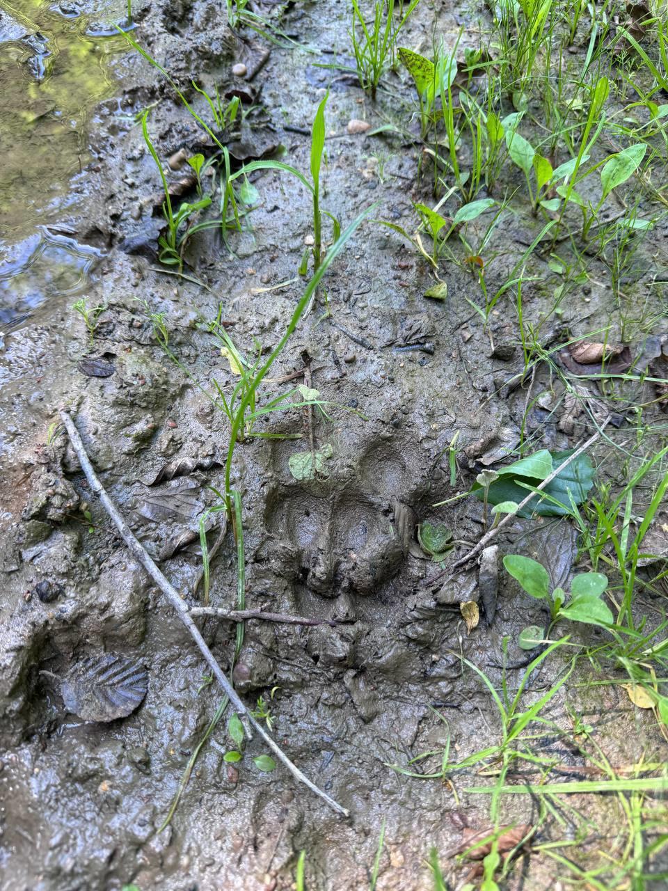 Sergey Gribov također ne gubi vrijeme - nakon kiše provjerili smo obećavajuća mjesta za vuka - zvijer je na mjestu👌🐺 Sergey Gribov također ne gubi vrijeme - nakon kiše provjerili smo obećavajuća mjesta za vuka - zvijer je na mjestu👌🐺