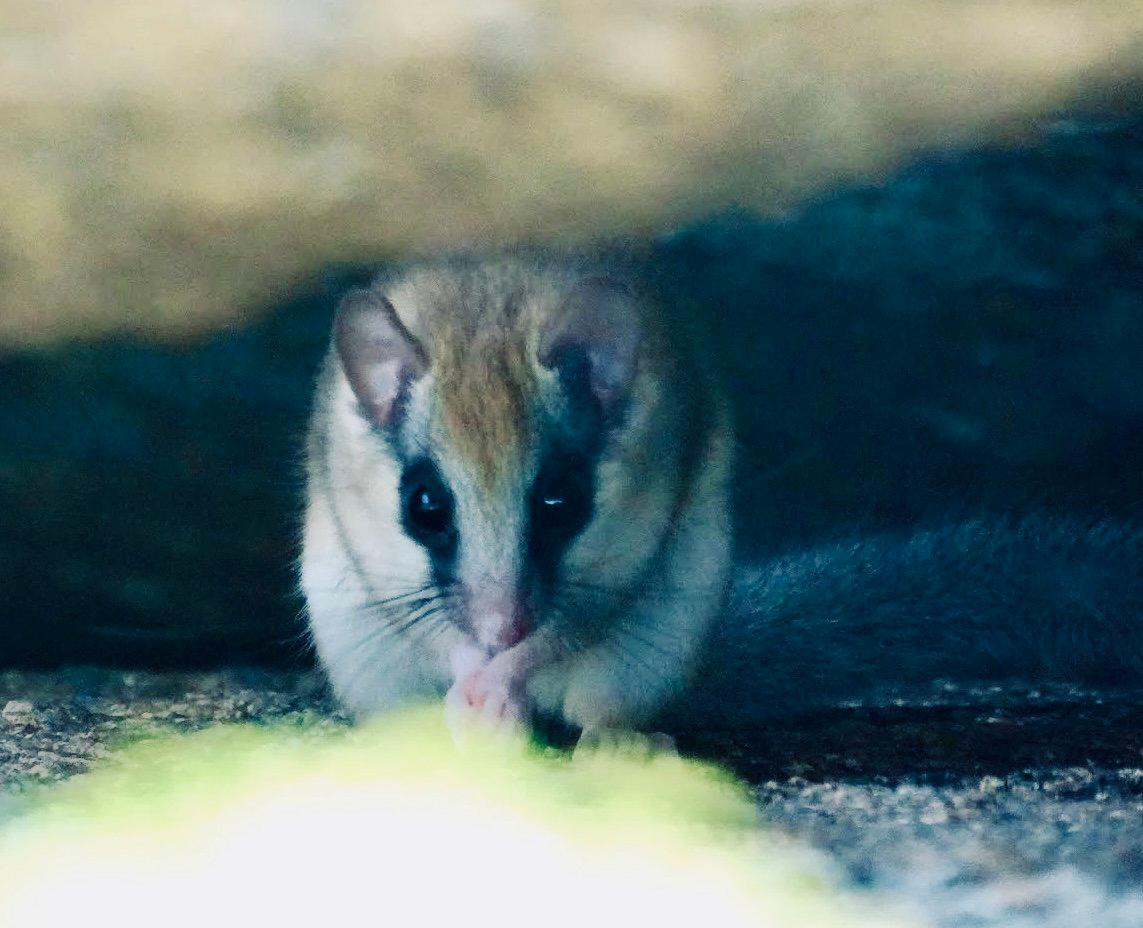 ЛЕСНАЯ СОНЯ: описание, охота на соню лесную, повадки, фото — всё о зверьке для охотников и егерей. ЛЕСНАЯ СОНЯ: описание, охота на соню лесную, повадки, фото — всё о зверьке для охотников и егерей.