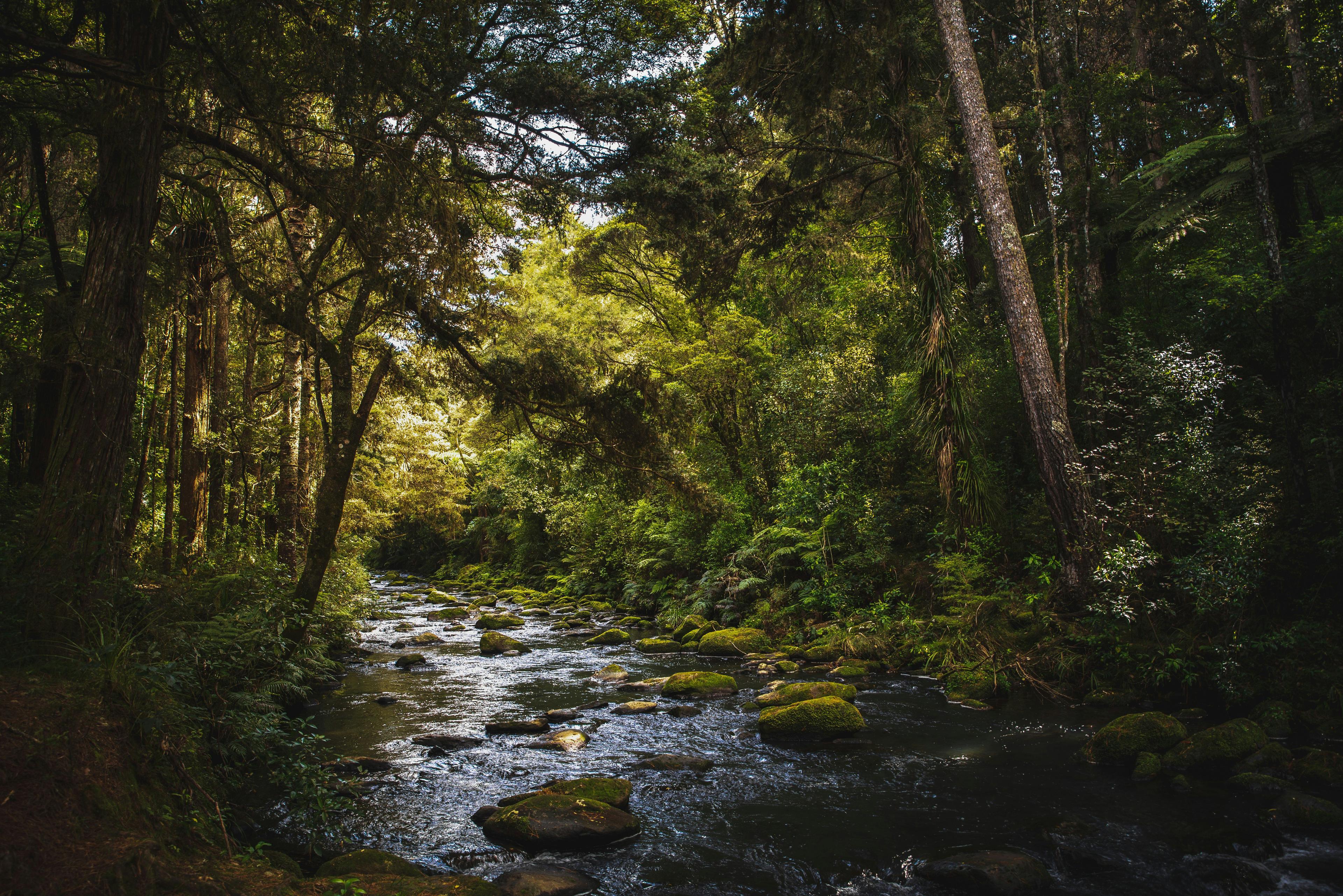 Bay of Plenty Hunting Guide: Top Spots, Seasons, Game, Laws and Cultural Traditions in New Zealand Bay of Plenty Hunting Guide: Top Spots, Seasons, Game, Laws and Cultural Traditions in New Zealand