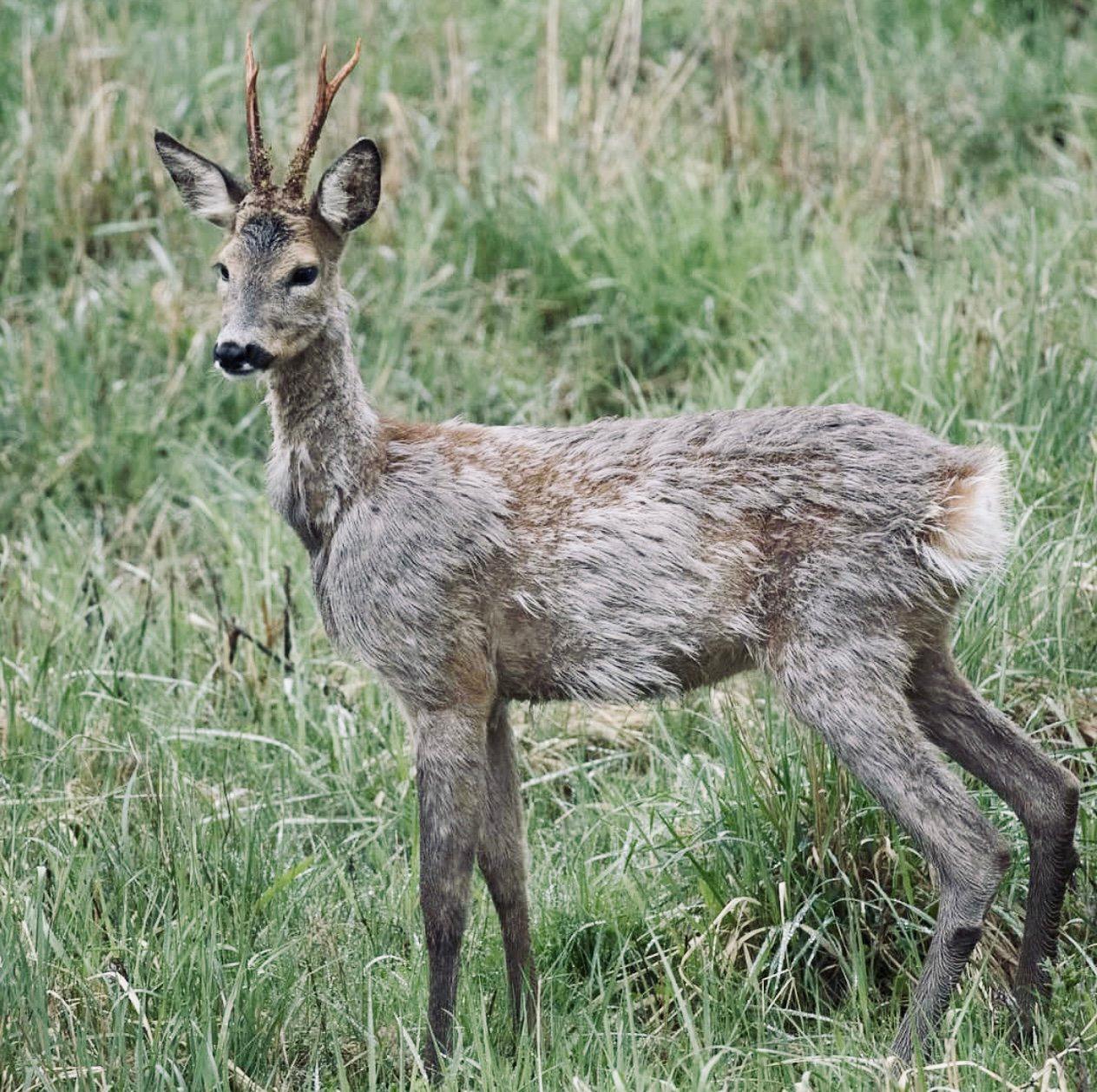 КОСУЛЯ: описание, охота на косулю, повадки, методы добычи, оружие, трофеи и правила КОСУЛЯ: описание, охота на косулю, повадки, методы добычи, оружие, трофеи и правила