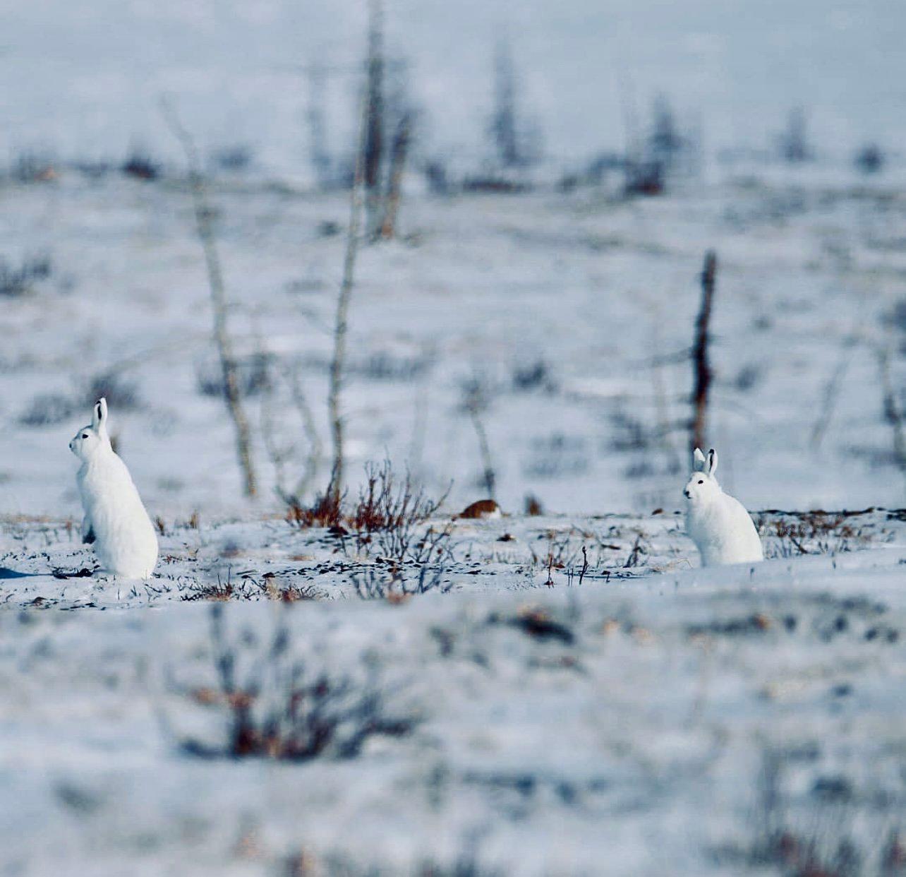 ЗАЯЦ БЕЛЯК: описание, охота на зайца-беляка, фото следов, методы, оружие, трофеи и правила охоты. ЗАЯЦ БЕЛЯК: описание, охота на зайца-беляка, фото следов, методы, оружие, трофеи и правила охоты.