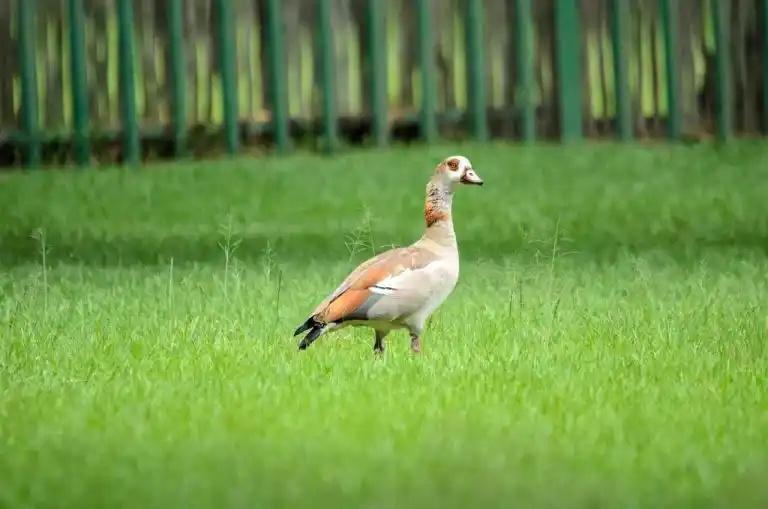 Ouette d’Égypte: une espèce invasive qui inquiète les chasseurs du Territoire de Belfort
Entre 250 et 400 Ouettes d’Égypte ont été recensées dans le Territoire de Belfo
