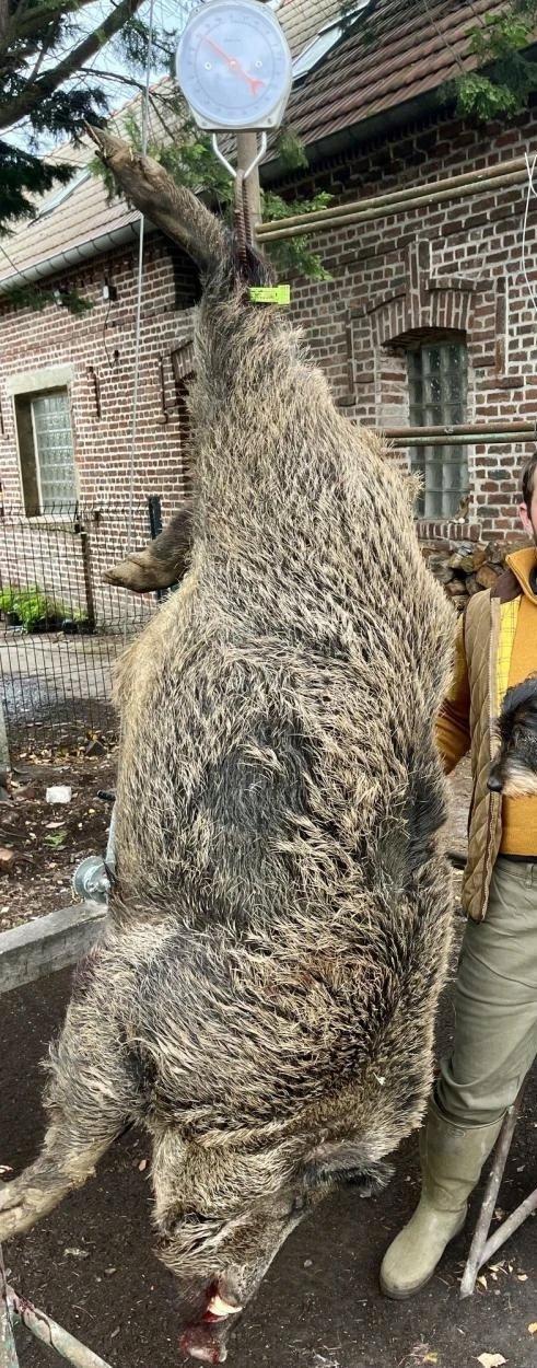Un énorme sanglier de 180 kg abattu dans la Somme
Le 3 novembre 2025, jour de la Saint-Hubert, un jeune chasseur de 24 ans a prélevé un sanglier exceptionnel dans la co