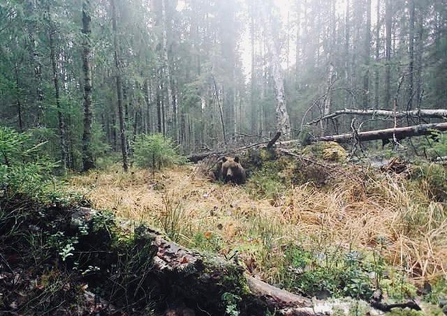 Медведь примеряется к берлоге в нижегородском лесу
Наступают морозы, и дикие животные уже активно готовятся к зиме. В лесах Нижегородской области фотоловушка зафиксирова
