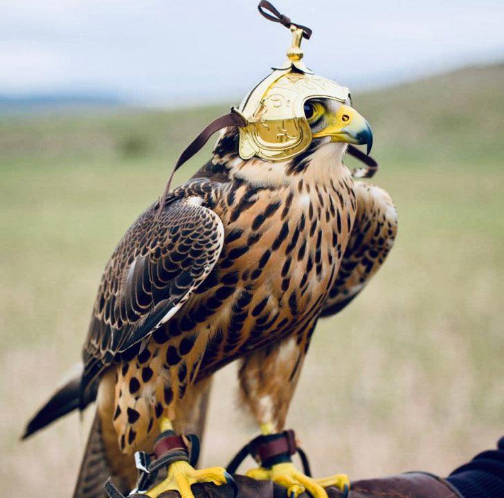 Falconry License and Legal Requirements by Country: Verified Guide for Hunters and Falconers Worldwide
Falconry is legally practiced in over 90 countries, but licensing,