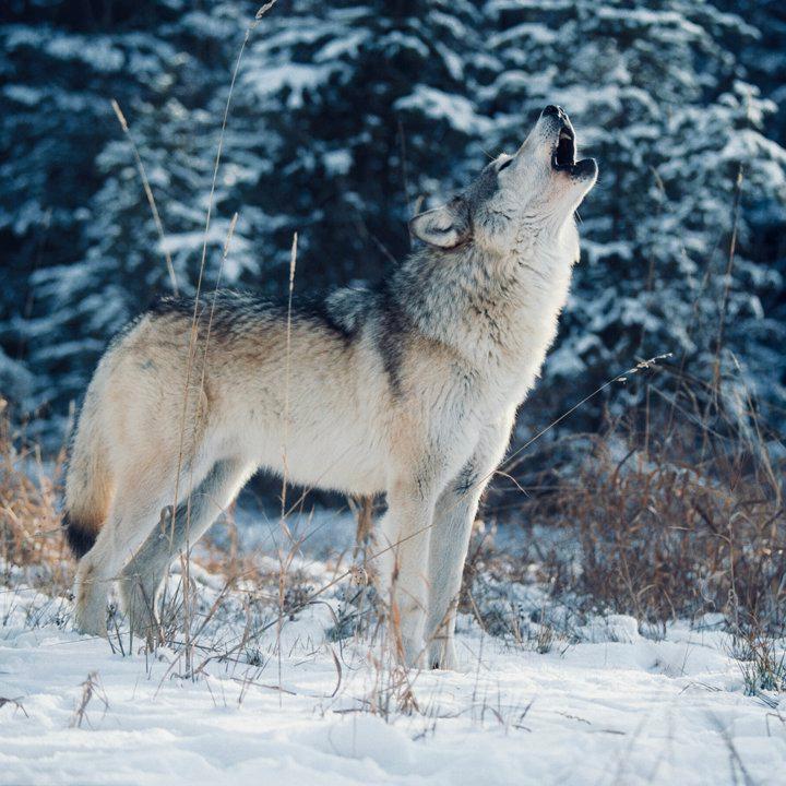 ВОЛК: описание, охота на волка, методы, сроки, трофей — как, где и когда охотиться на серого хищника. ВОЛК: описание, охота на волка, методы, сроки, трофей — как, где и когда охотиться на серого хищника.