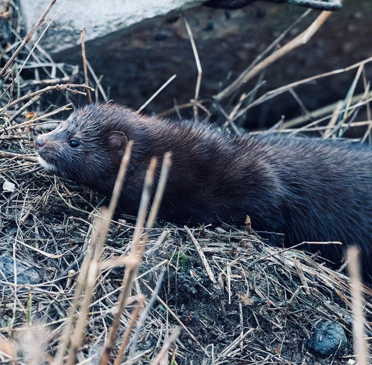НОРКА АМЕРИКАНСКАЯ: описание, охота на норку, повадки, трофейная ценность — всё для охотника НОРКА АМЕРИКАНСКАЯ: описание, охота на норку, повадки, трофейная ценность — всё для охотника