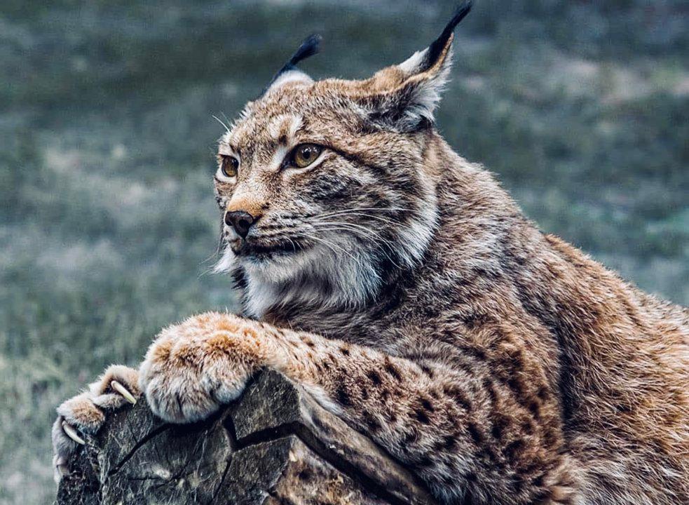 РЫСЬ: описание, охота на рысь, повадки, методы, оружие, трофей, лицензия – справочник охотника.
1. Введение: что за охотничье животное РЫСЬ?
Рысь (Lynx lynx) — крупный