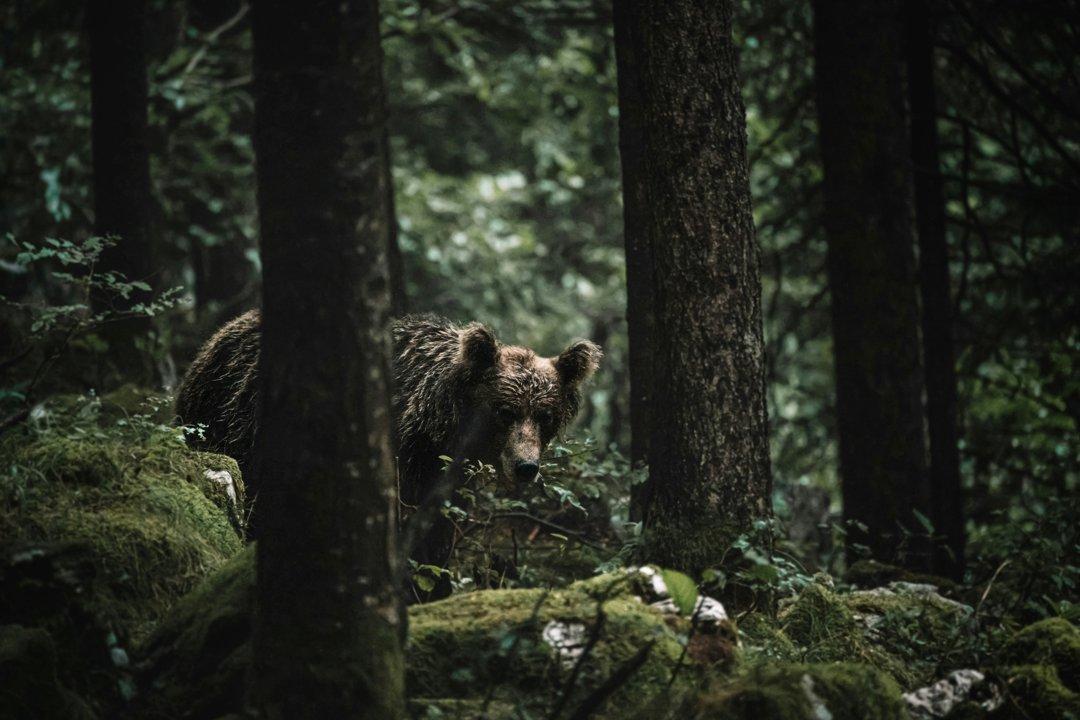 Black Bear Fatally Mauls Camper in U.S. Black Bear Fatally Mauls Camper in U.S.