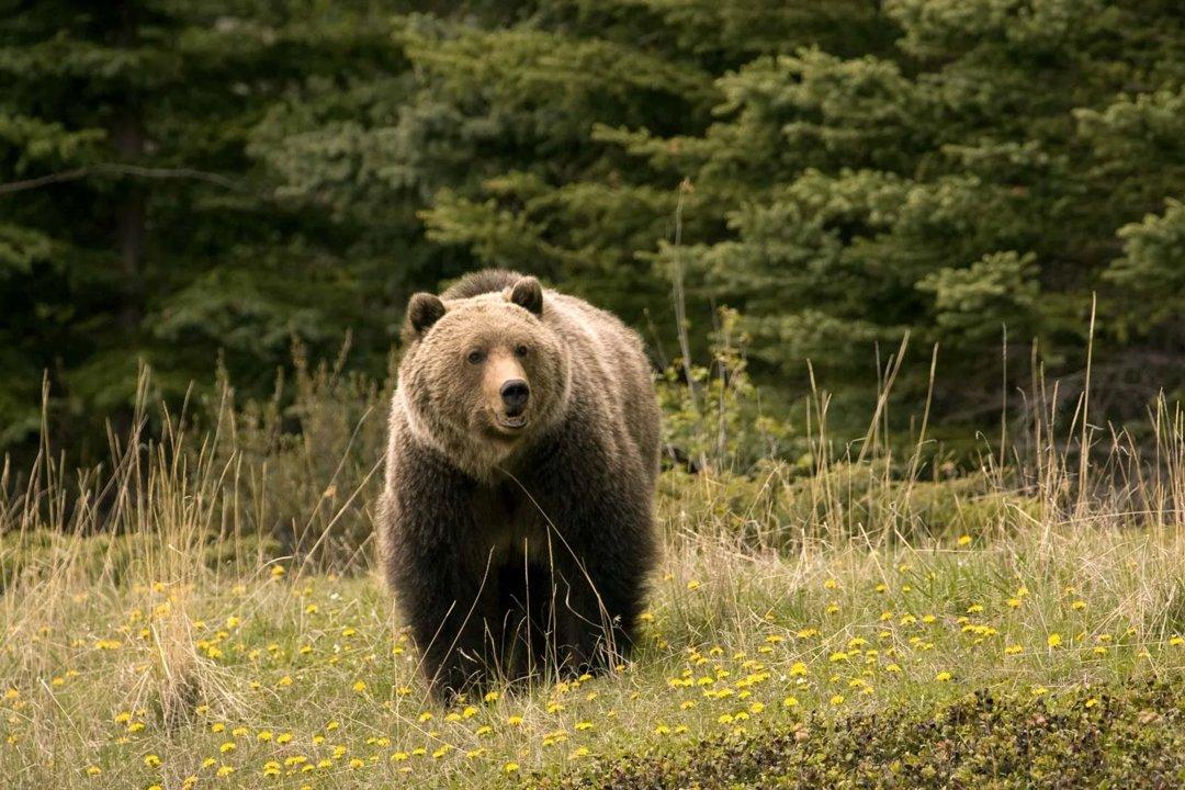 Orso Marsicano: Rilevati Segni di Presenza nel Parco dei Monti Simbruini
Una importante scoperta ambientale ha interessato il territorio della regione Lazio. Segni di pr