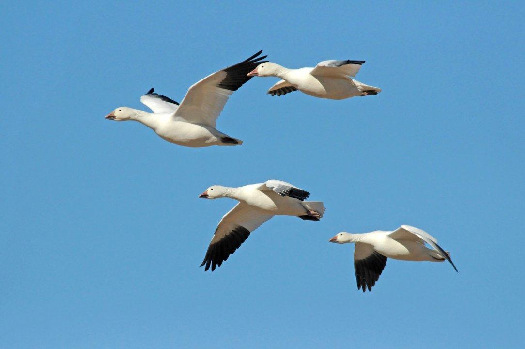 Saskatchewan Wildlife Scandal: 142 Migratory Birds Found Dumped Near Patience Lake Saskatchewan Wildlife Scandal: 142 Migratory Birds Found Dumped Near Patience Lake