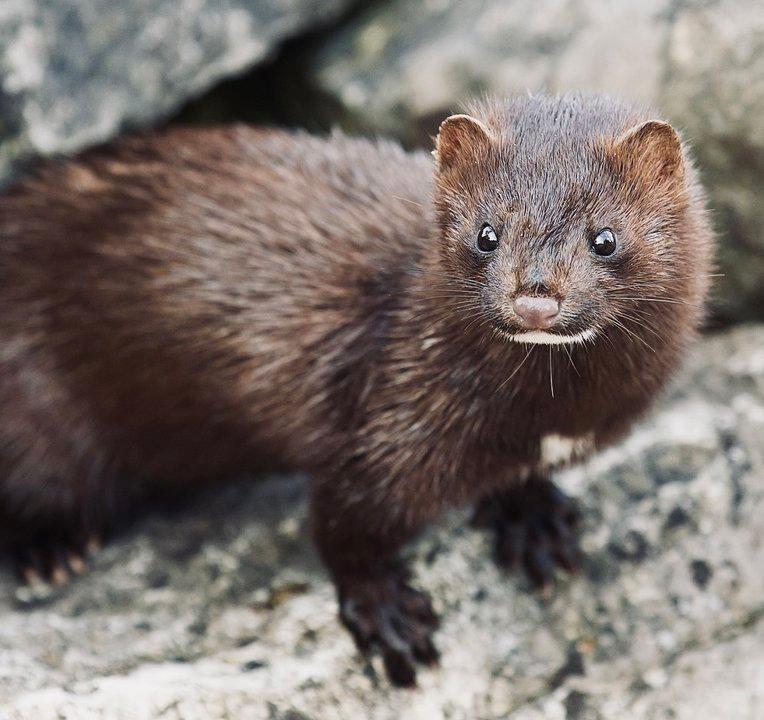 ЕВРОПЕЙСКАЯ НОРКА: описание, охота на норку, повадки, ареал, методы добычи и трофейная ценность ЕВРОПЕЙСКАЯ НОРКА: описание, охота на норку, повадки, ареал, методы добычи и трофейная ценность